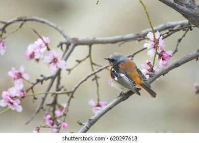 Eversmann's redstart