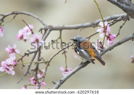 Eversmann's redstart