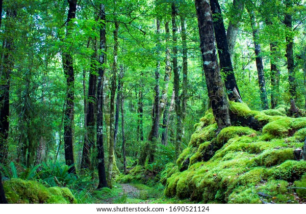 Every Green National Park Tracks New Stock Photo 1690521124 | Shutterstock