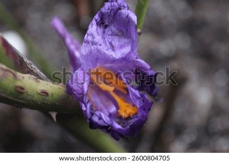 every rose has its thorn while everything meets its demise we must meet it with a smile 