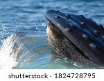 Every summer and fall, humpback whales travel to Stellwagen Bank to feed on krill and small fish. Check out this whale