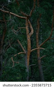 every tree in the forest can stand out                              