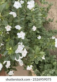 En cada flor blanca