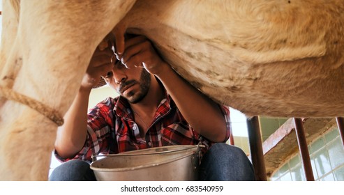 Everyday Life For Farmer In The Countryside. Peasant Work In Latin America With Livestock In Family Country Ranch. Man Milking Dairy Cow By Hand For Milk Production.