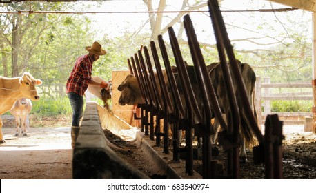 Everyday Life For Farmer With Cows In The Countryside. Peasant Work In South America With Livestock In Family Country Ranch. Manual Job With Man Feeding Cattle In Small Farm.