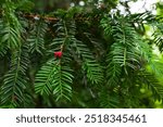 Everygreen fir tree branches with red berries