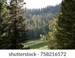 Everygreen pine trees surround mountain top meadow