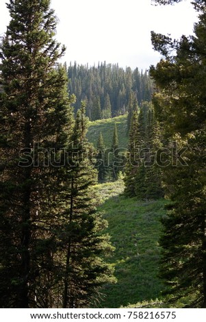 Everygreen pine trees surround mountain top meadow
