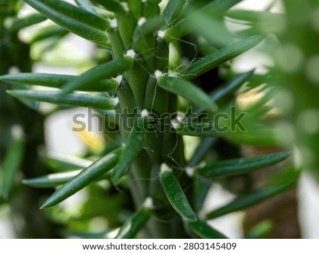 Eve's Needle Cactus Macro shot in a Botanical Garden