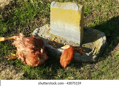 Evidence Of The Religion Known As Santeria, With A Sacraficed Chicken In A Grave Yard