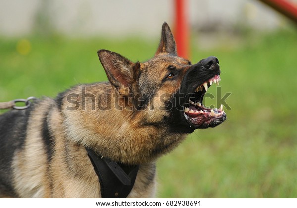 Evil Aggressive Dog Stock Photo (Edit Now) 682938694