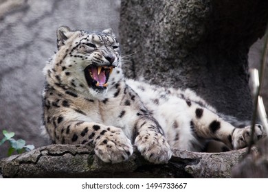 Evil Angry Roar, Teeth. Powerful Big Predatory Cat Snow Leopard Sits On A Rock Close-up.