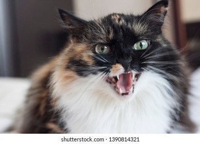 939 Cat baring teeth Images, Stock Photos & Vectors | Shutterstock