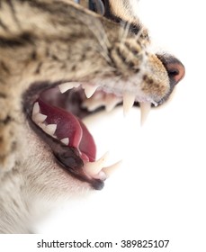Evil Cat Teeth On A White Background. Macro