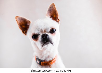 Evil Chihuahua looks into the camera with a displeased expression of the muzzle. - Shutterstock ID 1148030708