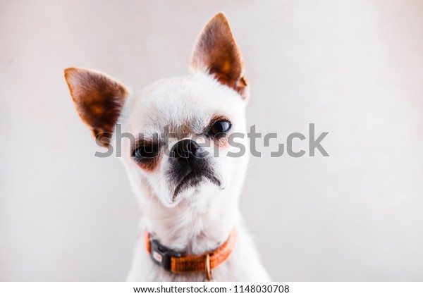 Evil Chihuahua Looks Into Camera Displeased Stock Photo (Edit Now ...