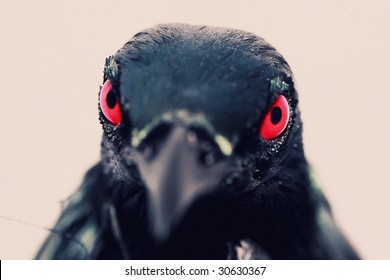 evil crow