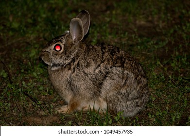 Evil Demonic Rabbit