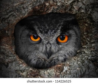 The Evil Eyes. The Eagle Owl (Bubo Bubo) In A Hollow Tree.