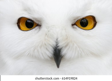 Evil eyes of the snow - Close-up portrait of a Snowy owl (Bubo scandiacus) looking directly into the camera. - Powered by Shutterstock