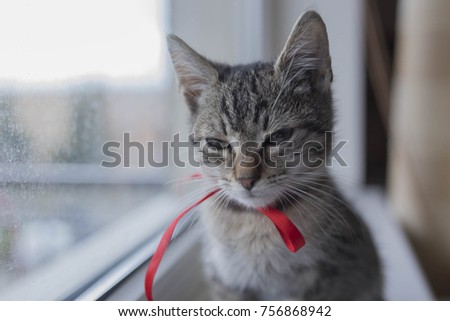 Evil looking cute kitty kat
