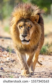 Evil Looking Male Lion In South Africa