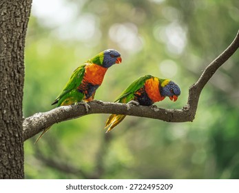 Evil Looking Pair Of Lorikeets