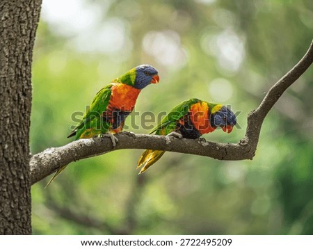 Evil Looking Pair Of Lorikeets