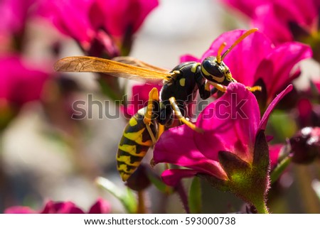 the evil wasp sitting on a pink flower
