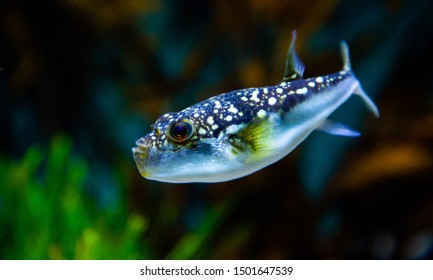 Evileye Pufferfish, Photographed In An Aquarium.