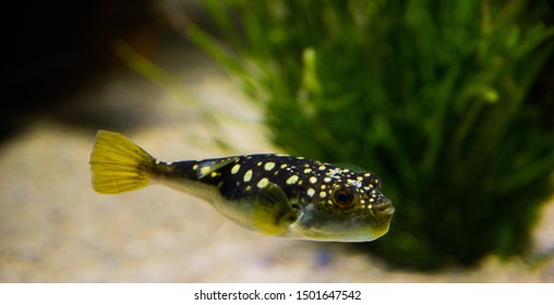 Evileye Pufferfish, Photographed In An Aquarium.