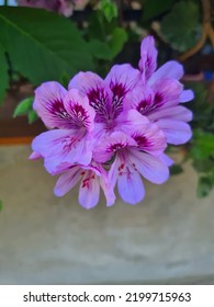 Evocative Close-up Image Of Domestic Or Pelargonium (Pelargonium Domesticum), A Shrub
Ornamental Suitable For Indoor And Outdoor Environments