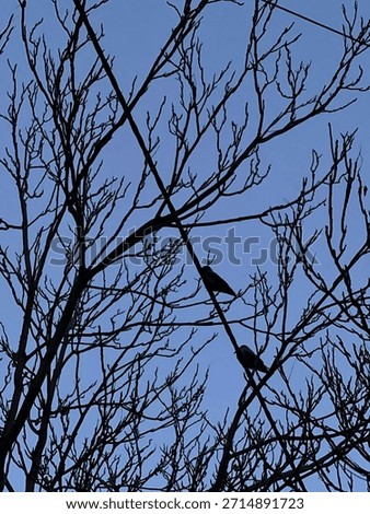 An evocative, high-contrast shot of two crows sitting side-by-side on an overhead electrical wire, their silhouettes stark against the deep blue, pre-dawn sky.