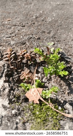 An evocative image capturing the essence of urban nature, where small plants bravely sprout from the seemingly inhospitable environment of a concrete or rock wall.