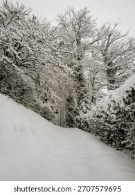 Evocative scene of a winding, pristine path leading into the unknown of a dense, snow-laden woodland, symbolizing new beginnings, potential, and quiet anticipation.