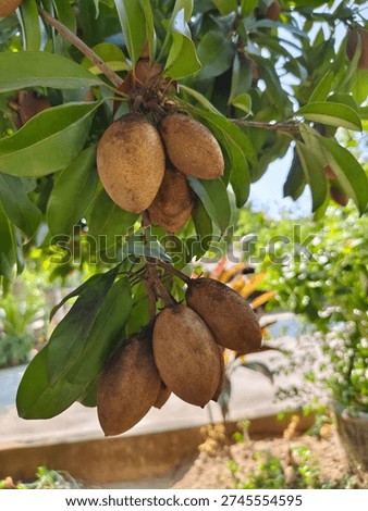 An evocative study of nature’s bounty, this piece captures the rustic elegance of the Sapodilla fruit. The composition explores the interplay between the earthy, textured brown husks and the lush, verdant canopy, bathed in the soft, ethereal glow of natural light.