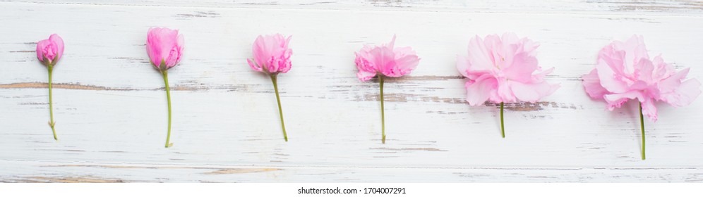 evolution of the flower on a white background