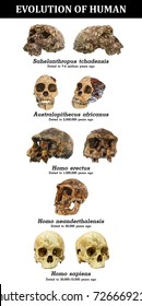 Evolution Human Skull Sahelanthropus Tchadensis Australopithecus Stock ...