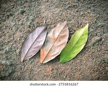 the evolution of leaves from time immemorial to a single tree