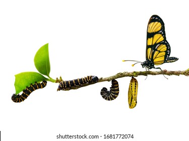 Evolution Metamorphosis Caterpillar To Butterfly On Leaf