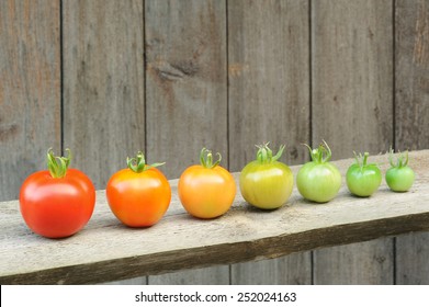 Evolution of red tomato - maturing process of the fruit - stages of development