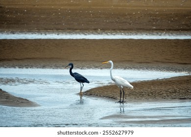 Evolution, speciation. White and black adaptations. Why are some herons white and others black? Herons on Arabian Sea shore. Oman. Mascarene reef heron (Egretta dimorpha), great egret (Egretta alba)