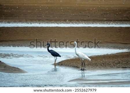 Evolution, speciation. White and black adaptations. Why are some herons white and others black? Herons on Arabian Sea shore. Oman. Mascarene reef heron (Egretta dimorpha), great egret (Egretta alba)