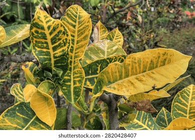 Evolving yellow to green patchy leaves of Variegated Croton tropical shrub, latin name Codiaeum variegatum, decorative plant native from Java to Fiji, hidden in shade of summer botanical garden.