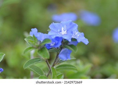 Evolvulus Nuttallianus Is A Flower On The Morning Glory Family, It's Known As Shaggy Dwarf Morning Glory 