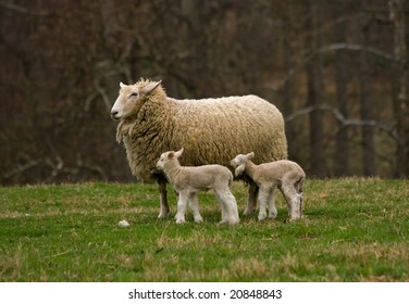 Ewe And 2 Newborn Lambs On A Maryland Farm