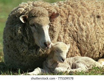 Ewe With Baby Lamb, New South Wales, Australia.