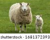 sheep farming uk