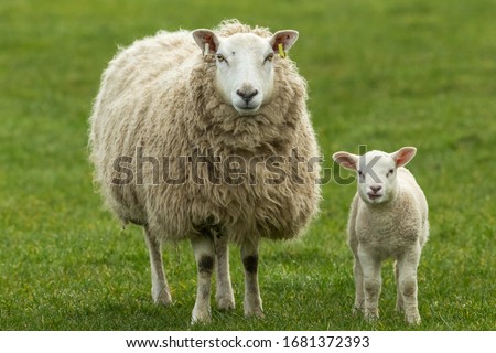Ewe, a female sheep with her young lamb, both facing forward in green meadow. Lamb has her tongue out. Concept: a mother's love.  Landscape, Horizontal. Space for copy. Yorkshire Dales. UK