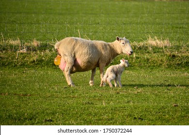 Ewe (female Sheep) Just After Giving Birth To A Little Lamb; Water Sack As Part Of The Labor Process Still Visible.